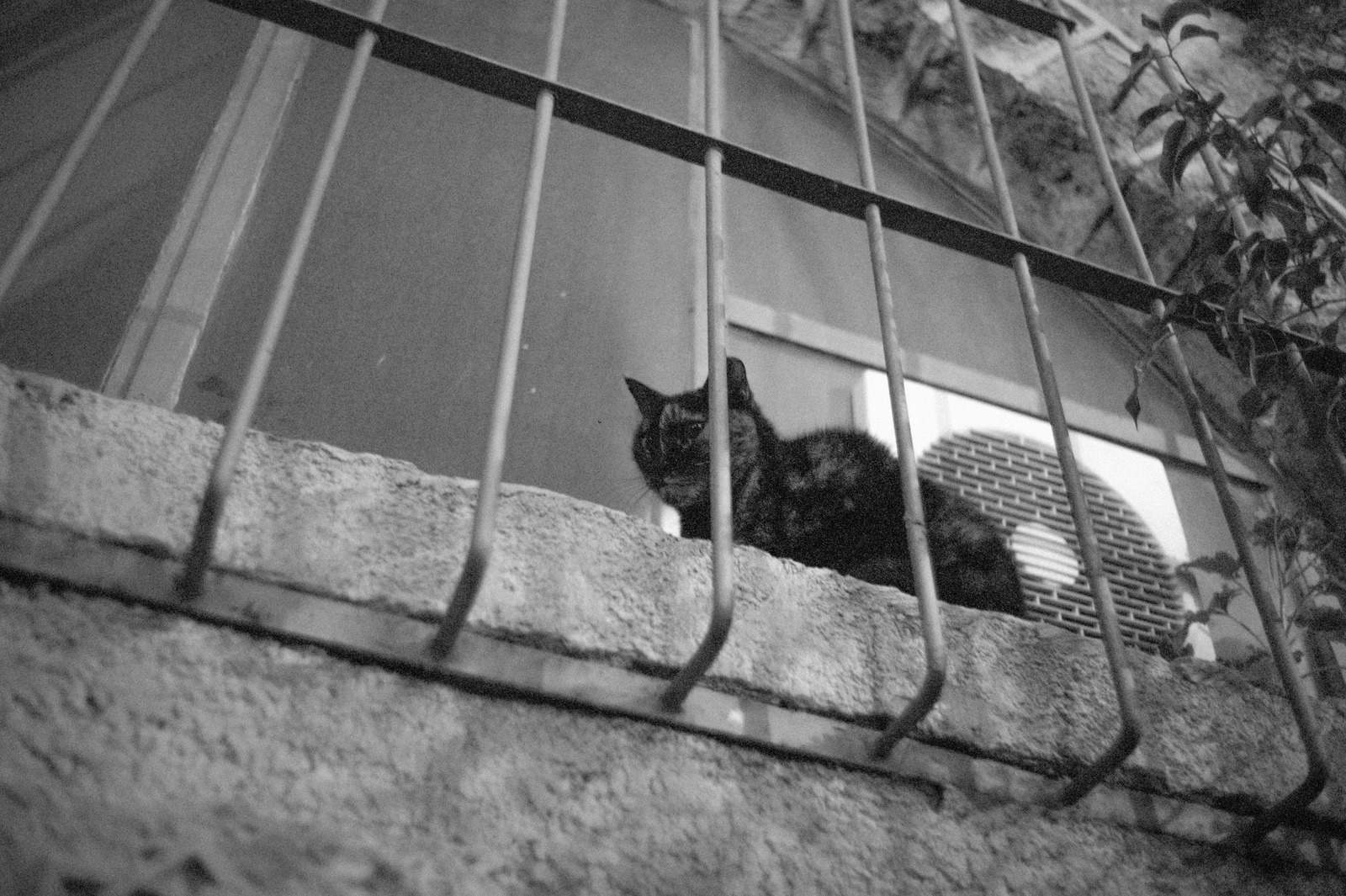 Curious Cat on the Ledge