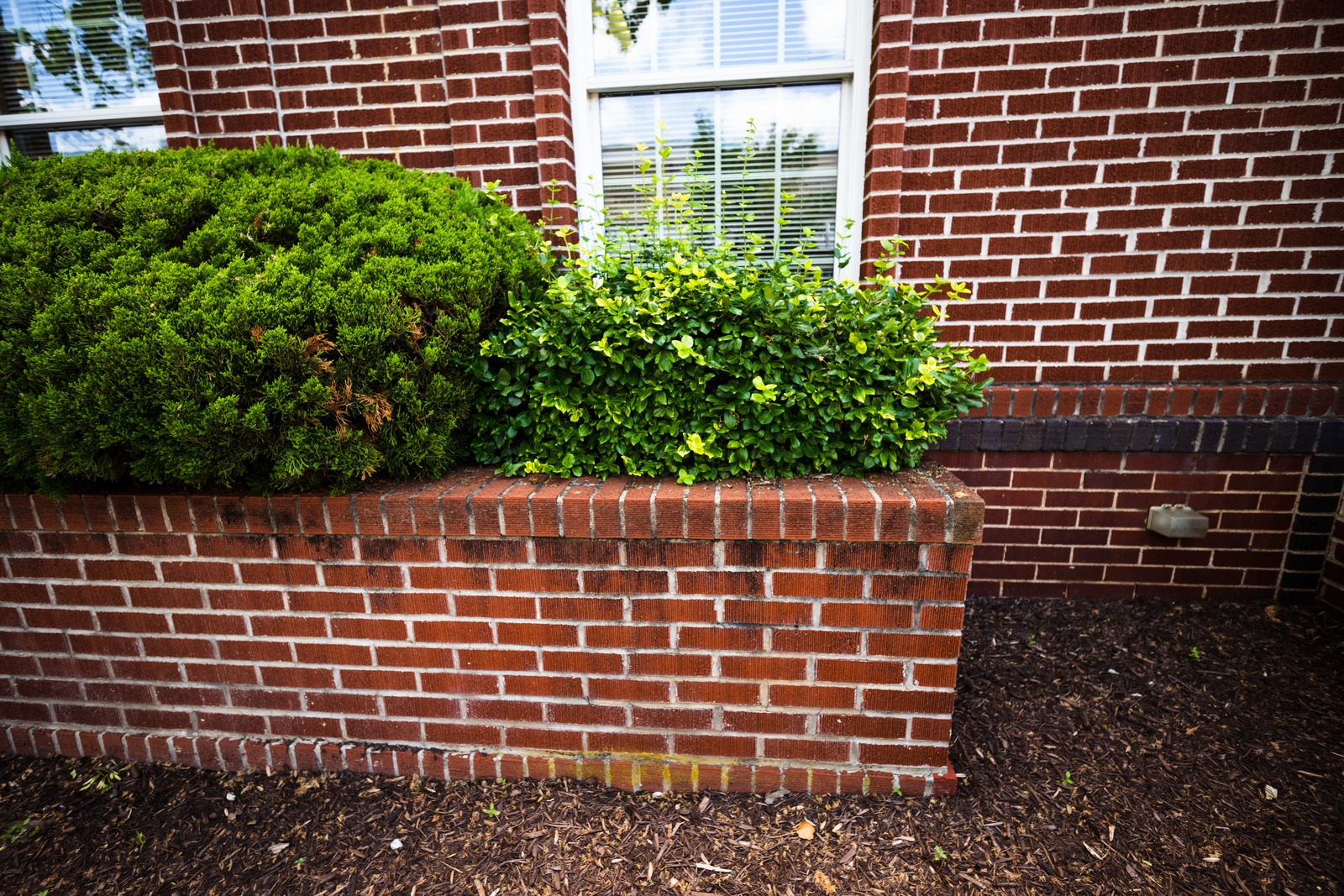 Lush Greenery Against Brick