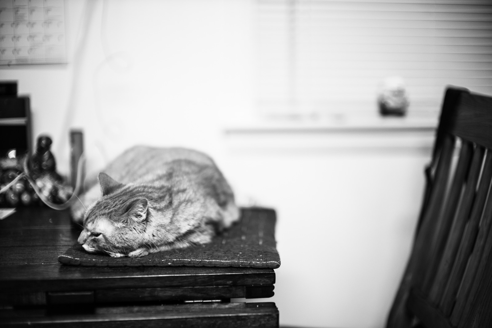 Quiet Cat Contemplation