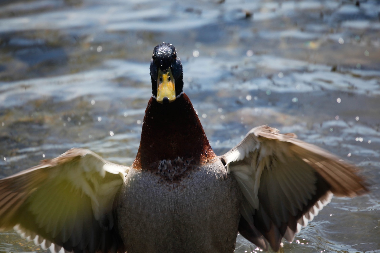 Dancing Duck in Sunlight