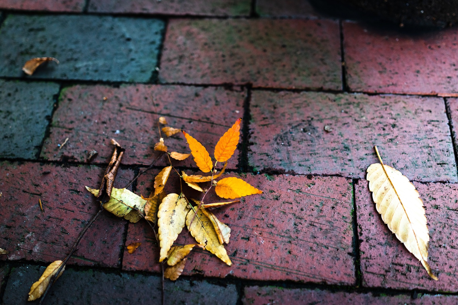 Fallen Autumn Leaves