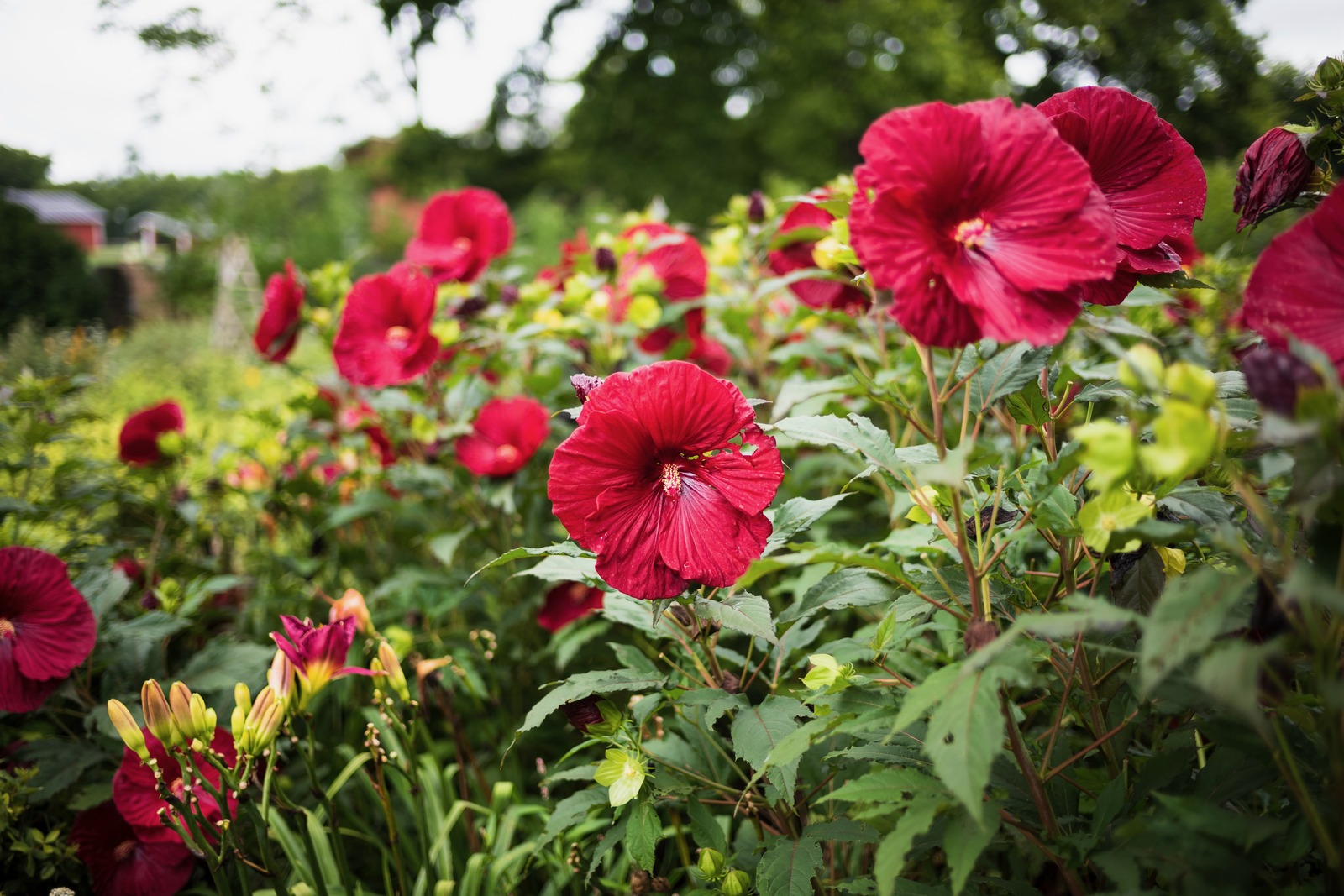 Vibrant Blossom Symphony