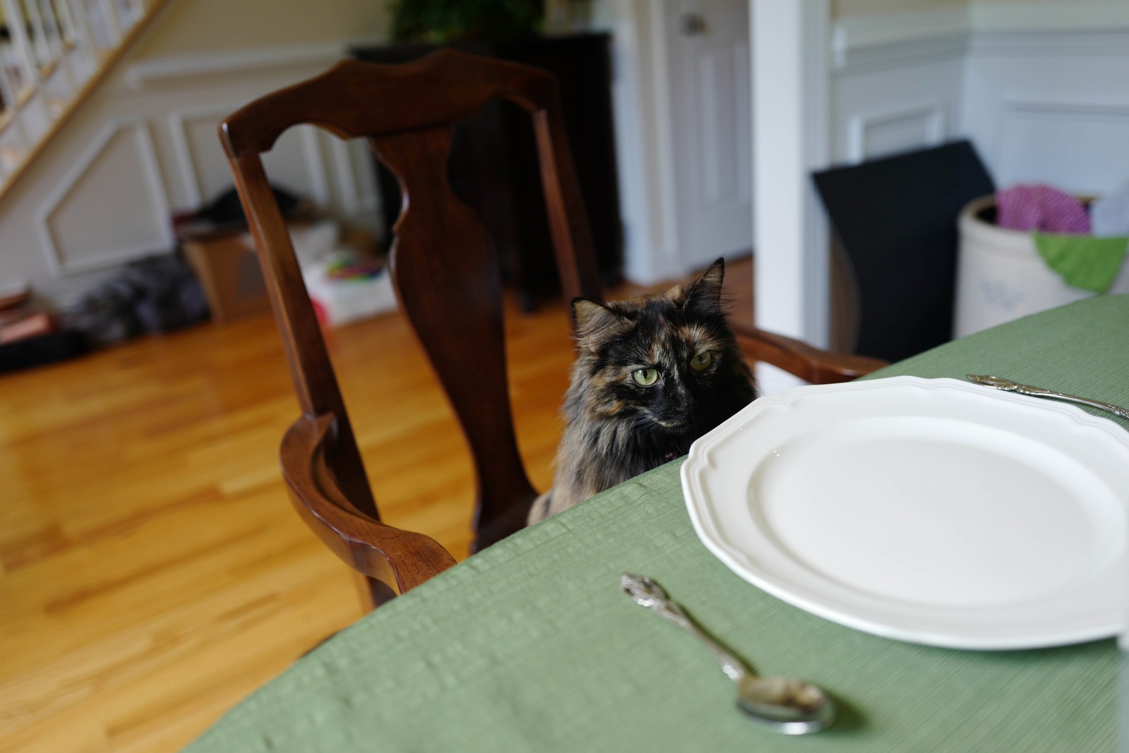 Feline Curiosity at the Table
