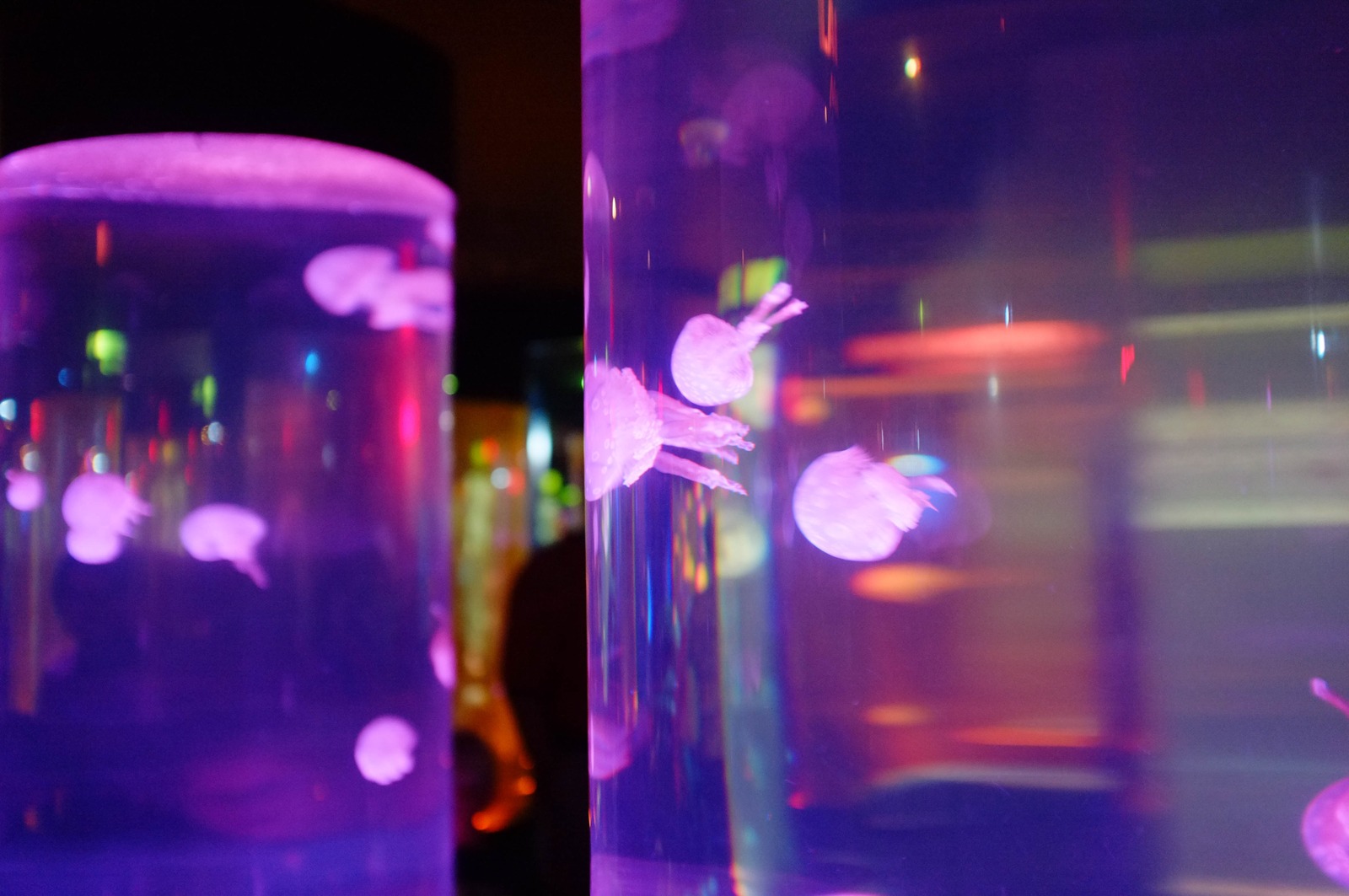 Luminescent Jellyfish Dance