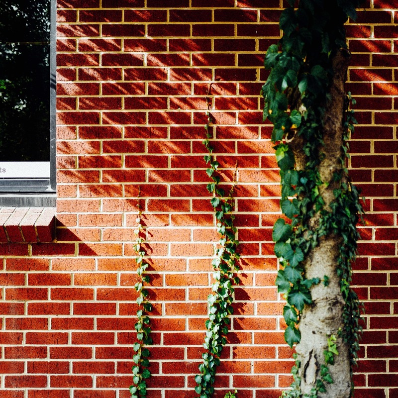 Nature's Embrace on Brick