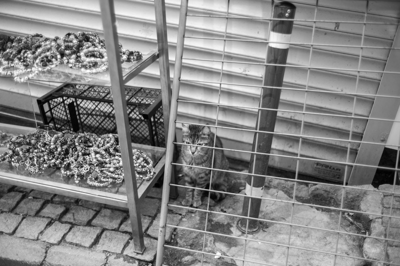 Curious Serenity Behind Bars