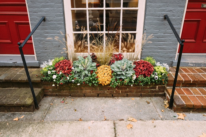 Vibrant Autumn Blooms