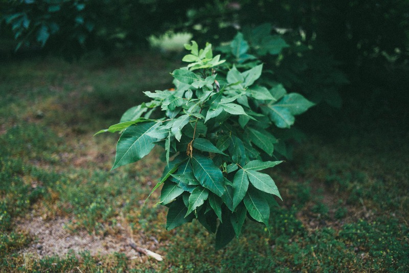 Nature's Quiet Embrace