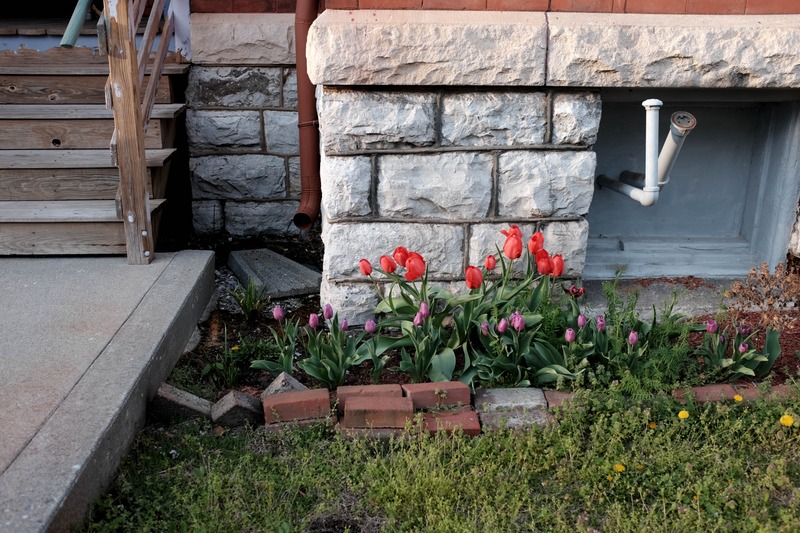 Urban Bloom Amidst Stone