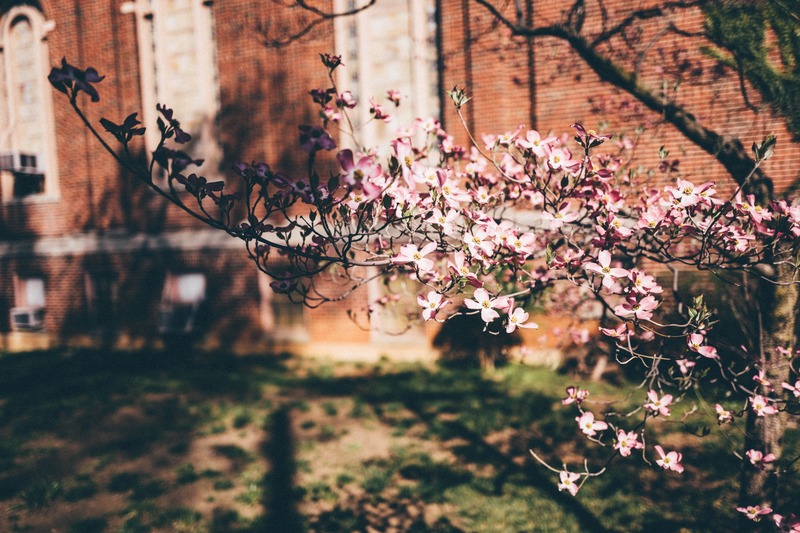 Spring Blossoms Against Brick