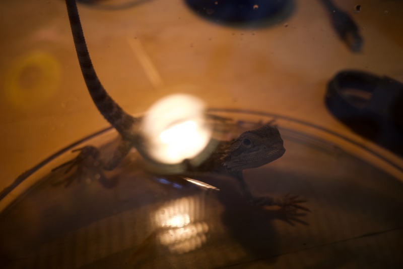 Lizard in Enclosure