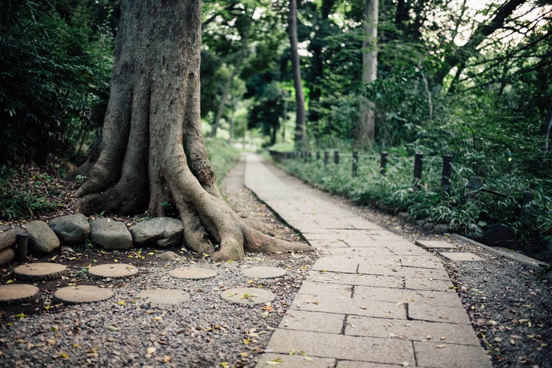 Whispers of Nature's Path