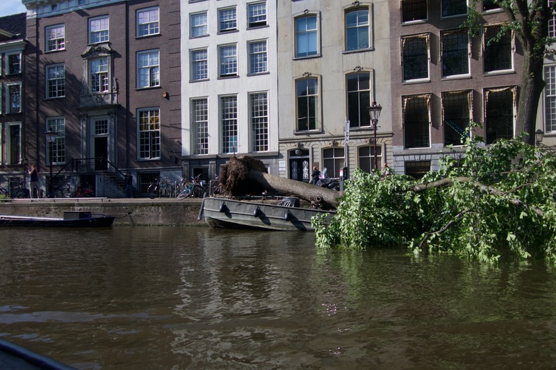 Urban Nature's Resilience