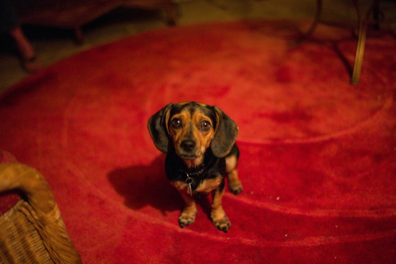 Curious Canine Companion