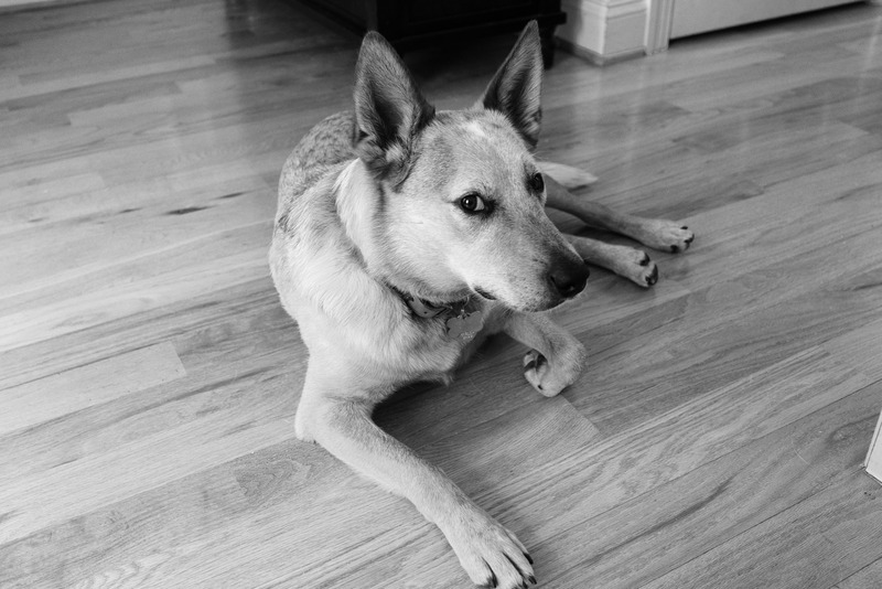 Pensive Pup in Monochrome