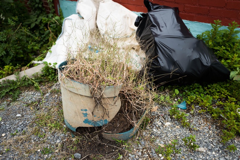 Overgrown and Abandoned