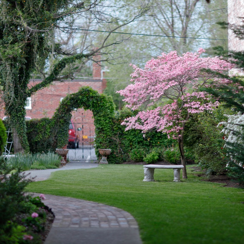 Blossoms in Tranquil Garden