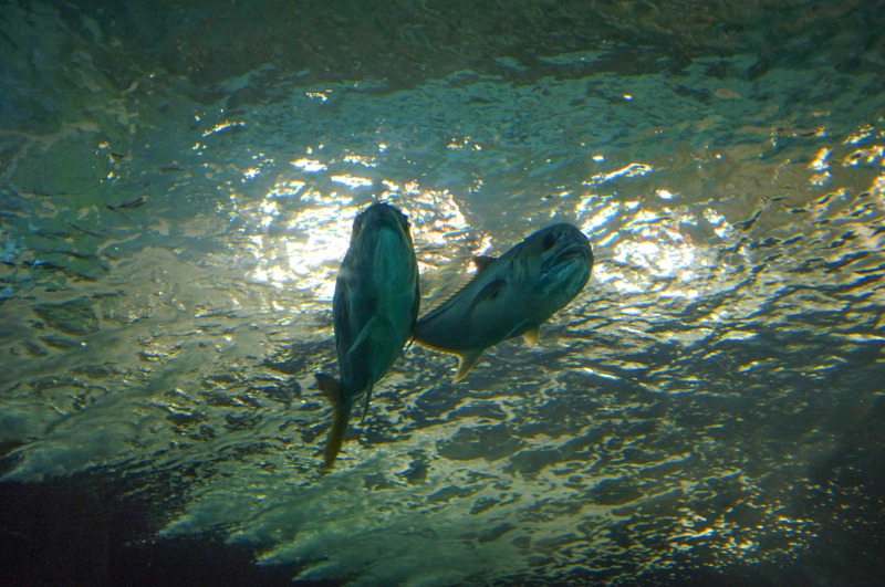 Gliding Through Liquid Light