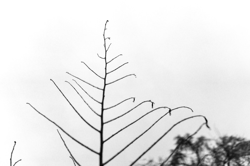 Silhouette of Fragile Life