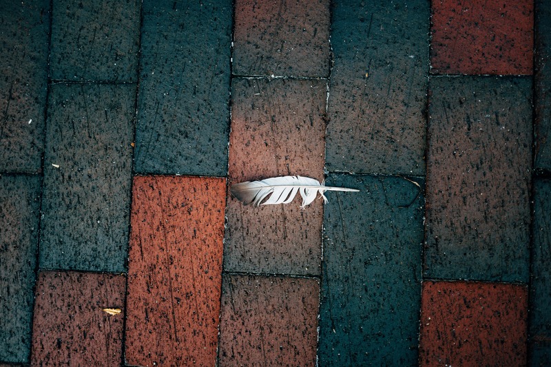 A Feather's Solitude