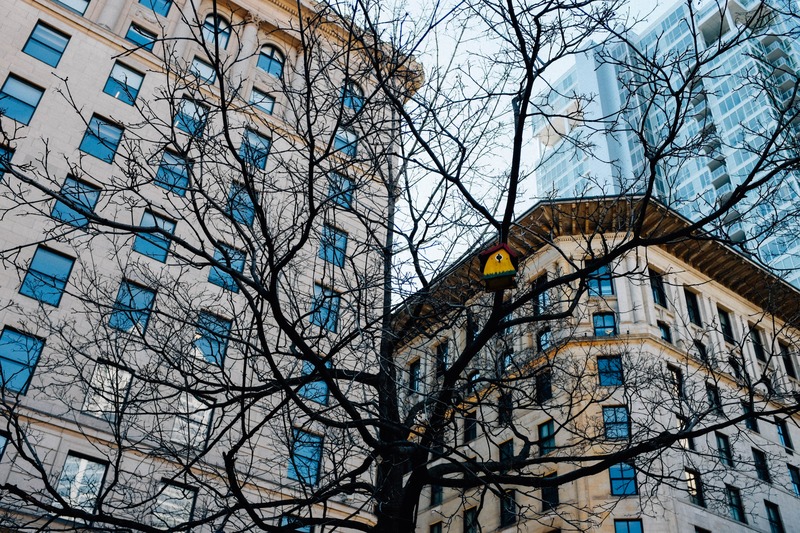 Urban Nature's Contrast