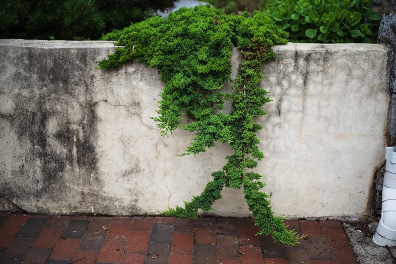 Nature's Delightful Curves