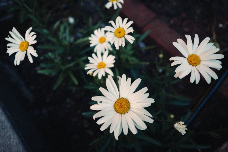 Daisies in Soft Light