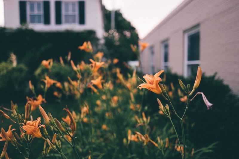 Golden Blooms at Dusk