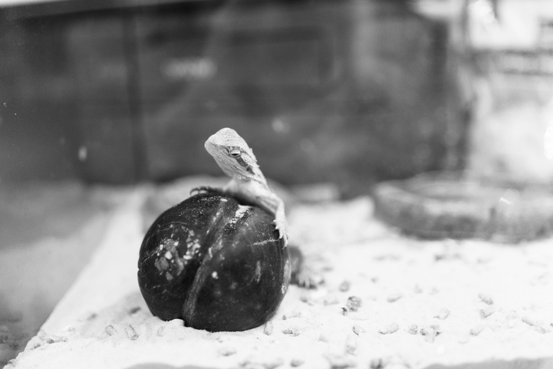 Lizard's Solitary Watch