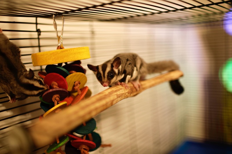 Playful Sugar Gliders
