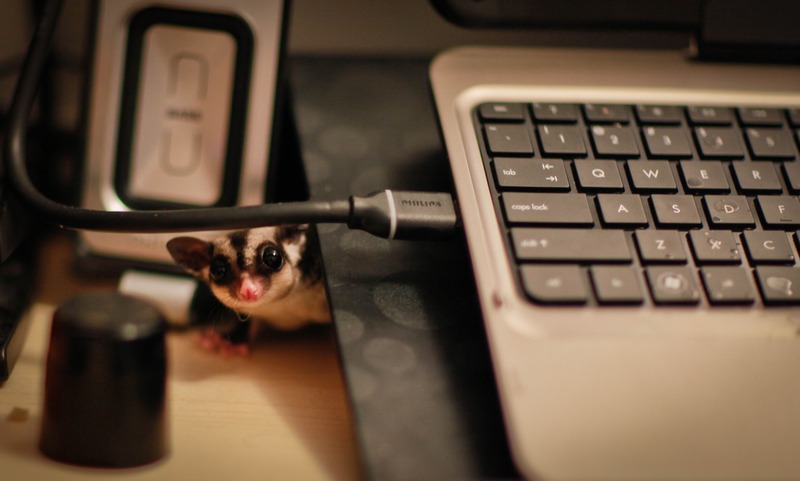 Curiosity in the Shadows