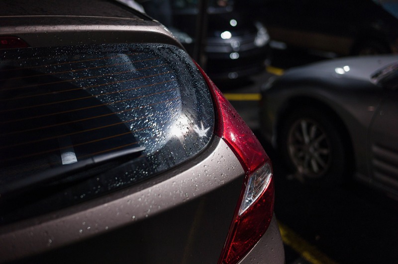 Rain-Kissed Quietude