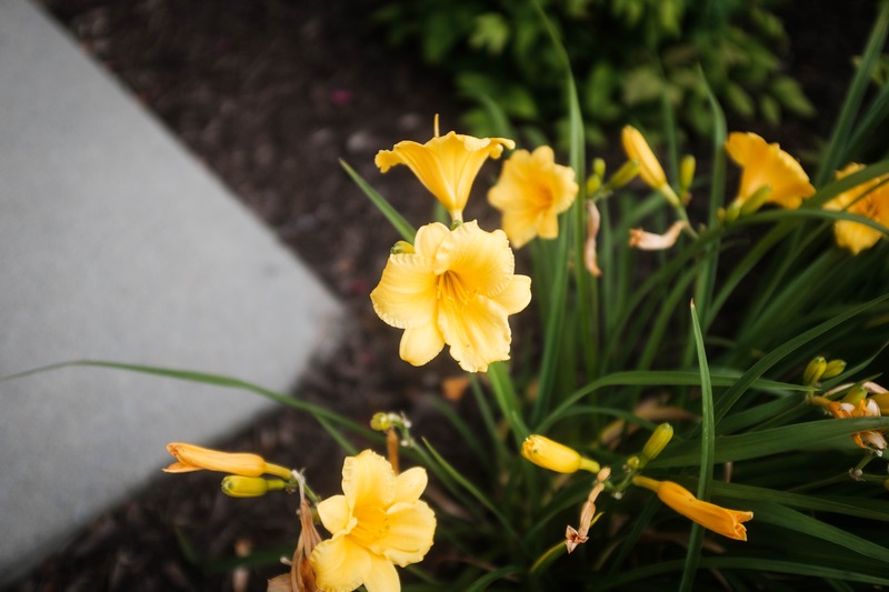 Golden Blooms in Soft Light