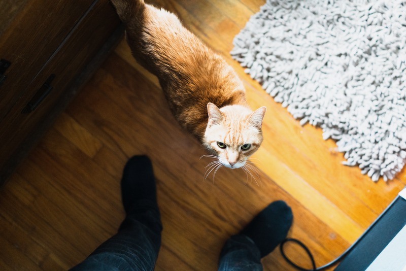 Ginger Cat in Domestic Light