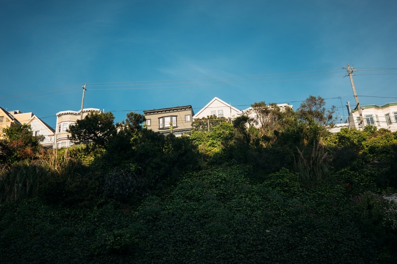 Houses Amidst Lush Greenery
