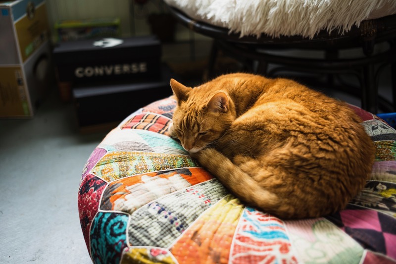 Cozy Cat Napping