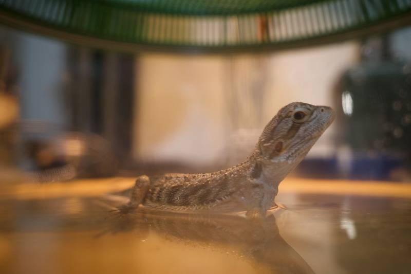 Lizard in Tranquil Waters
