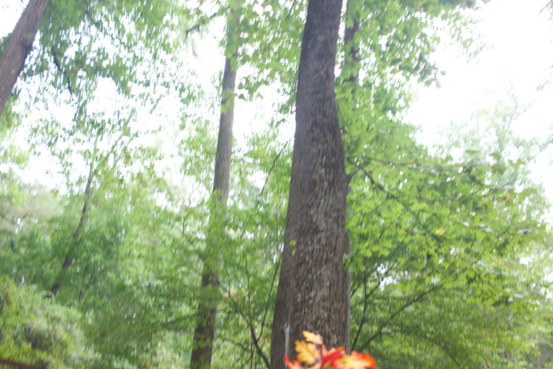 Whispers of the Forest