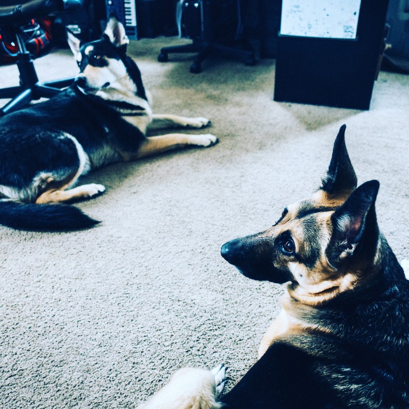 Duo of Canine Companions