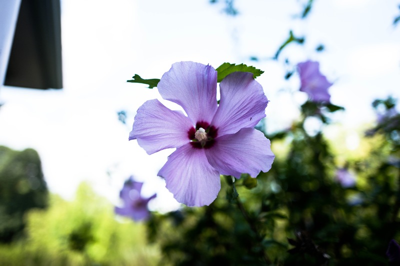 Delicate Blossom in Light