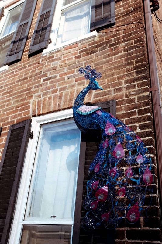 Whimsical Urban Peafowl