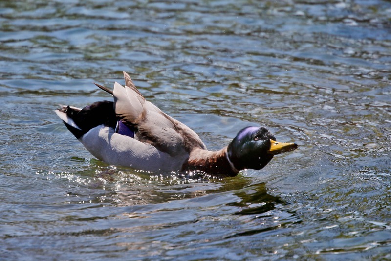 Playful Duck Dive