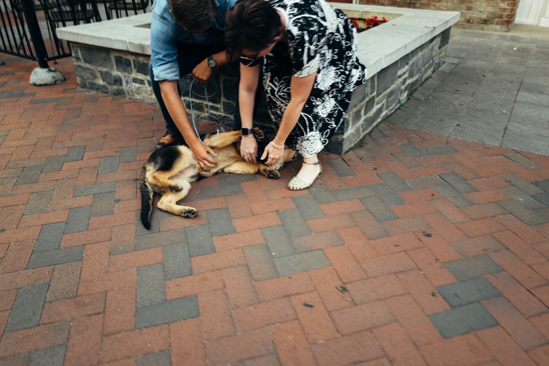 Joyful Petting Moment