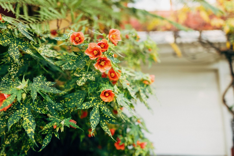 Vibrant Blooms in Soft Light