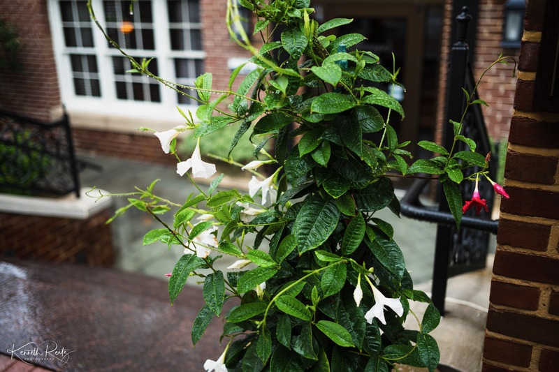 Rain-Kissed Serenity