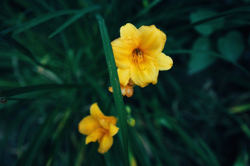 Golden Whispers of Nature