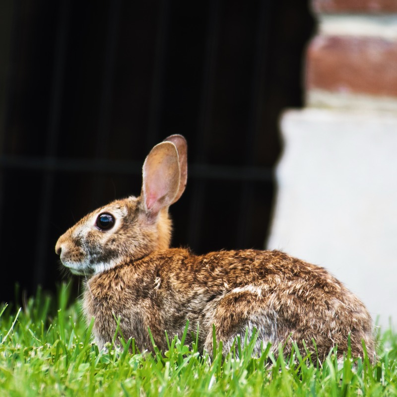 Serene Bunny in Grass