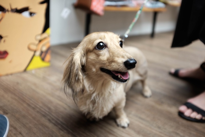 Joyful Canine Companion