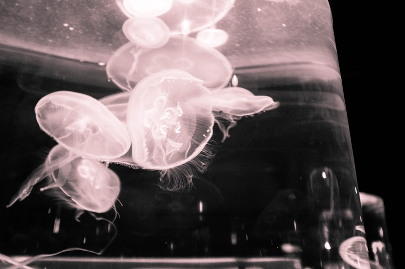 Ethereal Jellyfish Dance