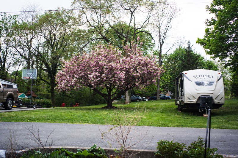 Blossoms and Tranquility